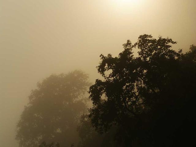 American Sycamore