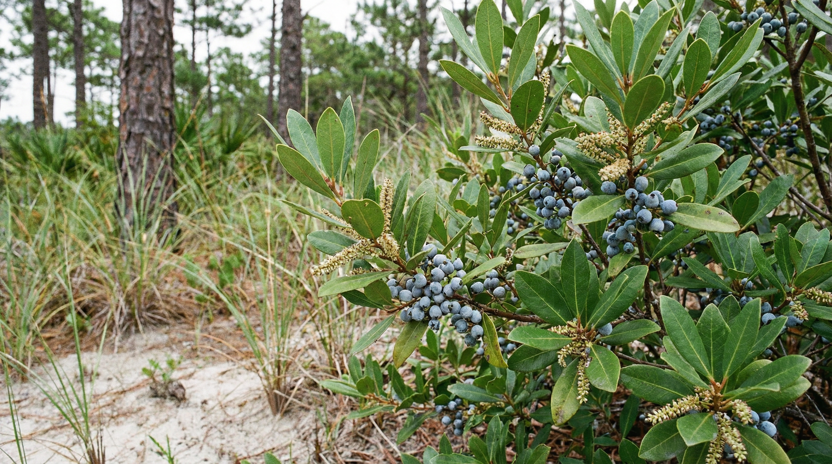 Wax Myrtle
