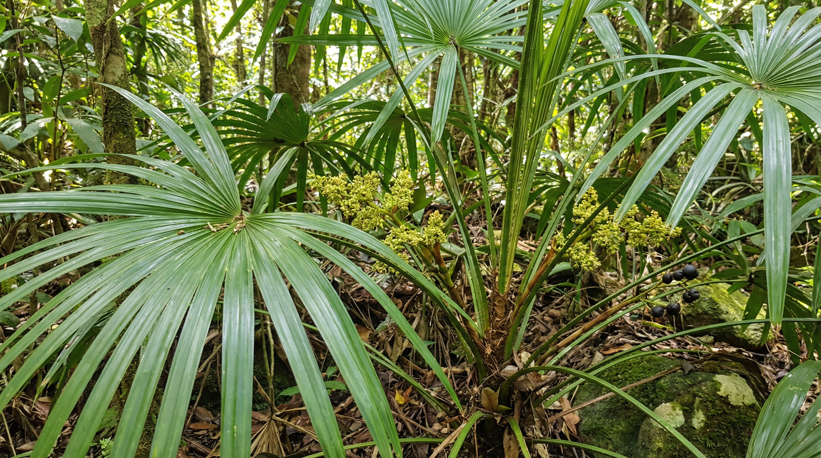 Lady Palm