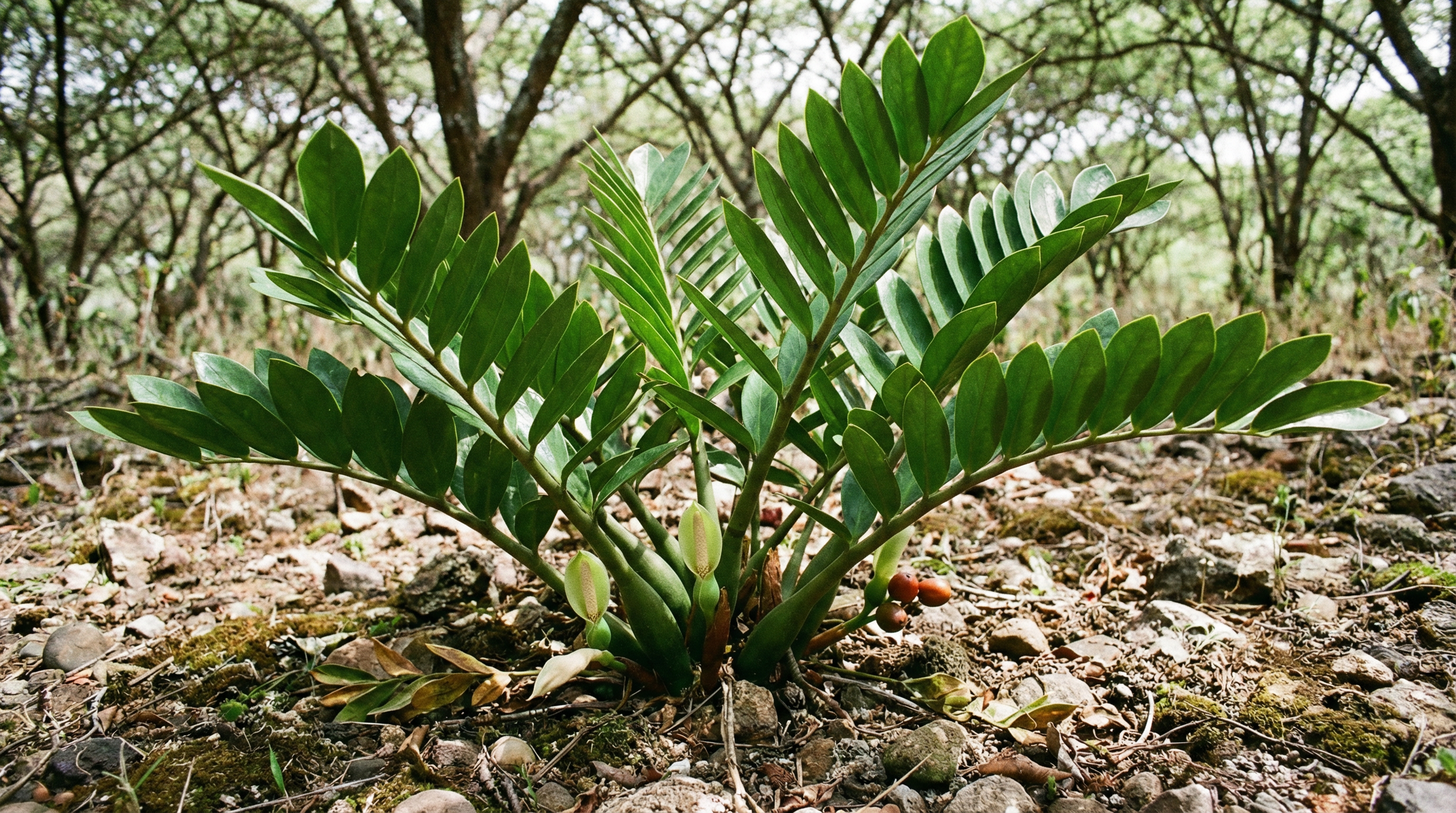 ZZ Plant